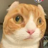 tranbaodev