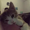 meow.crying