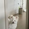 manypunch__