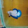 cupang_val27
