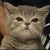 big_catmoe1111