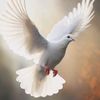 shahzaib.hussain7210