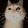 kityy....catttt