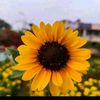 farjana24505
