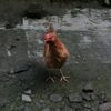 chicken35681