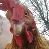 bugalascia2