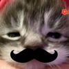 meow_miulee
