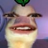 kila_auorart