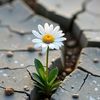 .razan556
