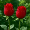sarwar.anwar37