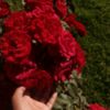 al.yasmin7
