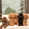 Manuel Fred teacup Yorkie pupp