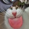 funny.cats.cus.wh