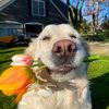 Funny dog 57