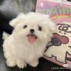 Funny_animals 1010