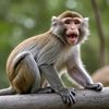 monkey._1taiz