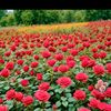 rose45778