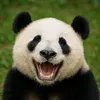 pandako_pankun