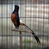 galery.burung.mur