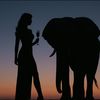 elephantsideeye