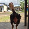ak_farm99