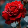 kazi.ali.ahmad