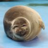 seal5369