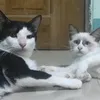 fantuxtic