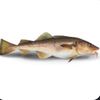 codfish.145