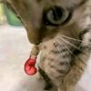 mew6773