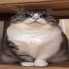 ray_ster77