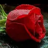 selenak862