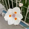 manocas4