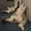 mew_meww.ww