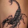 scorpion11370