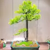 caycanhbonsai558