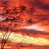 nicoles.sol
