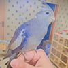 azanbirdsavairy5
