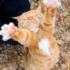 kitten.warrior3