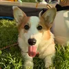 Kori the Corgi