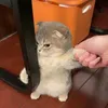 mango_omacchiato