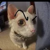 botatngabac