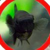daily.francis.fish
