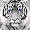 robby.rahis