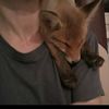 fox_you_na_500