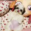 puppy3407