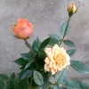 saadadinosman381