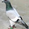 ahsan.garwan7