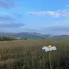 sto_caaz