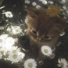 retan_444